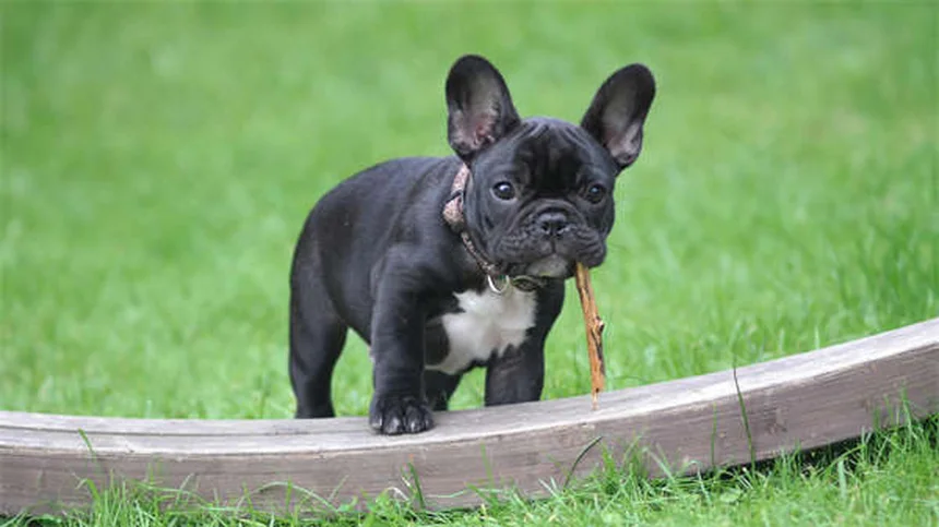 犬猫の行動問題に効くClomicalm（クロミプラミン）の効果と正しい使い方