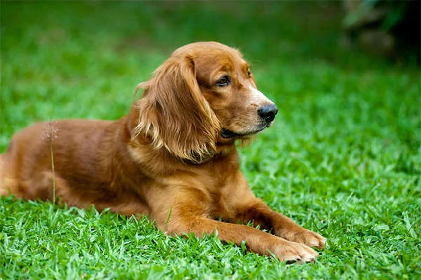 犬猫の行動問題に効くClomicalm（クロミプラミン）の効果と正しい使い方
