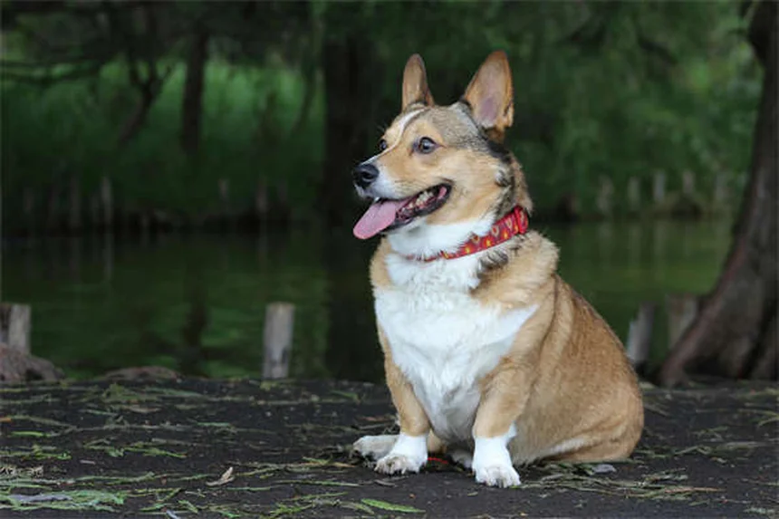 犬猫の行動問題に効くClomicalm（クロミプラミン）の効果と正しい使い方