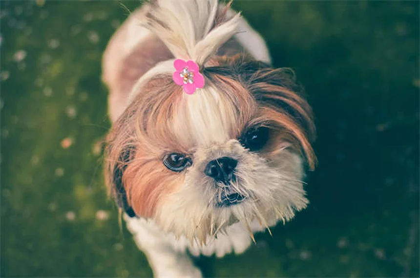 犬の元気がない原因と対処法｜獣医師が教える見分け方