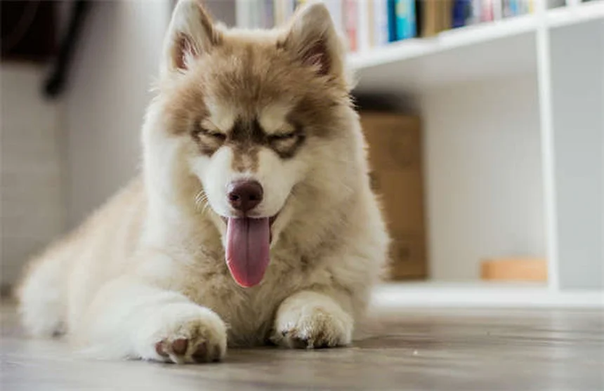 犬の元気がない原因と対処法｜獣医師が教える見分け方