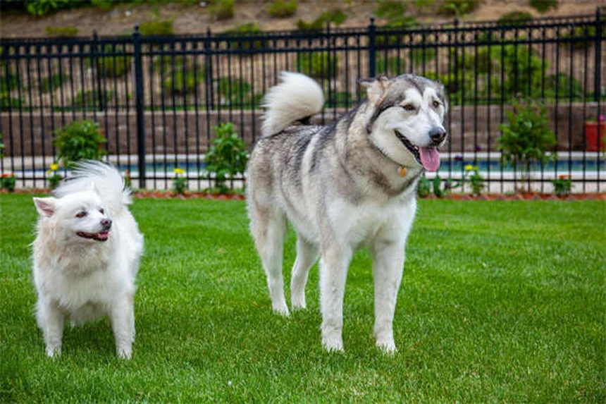 犬の元気がない原因と対処法｜獣医師が教える見分け方