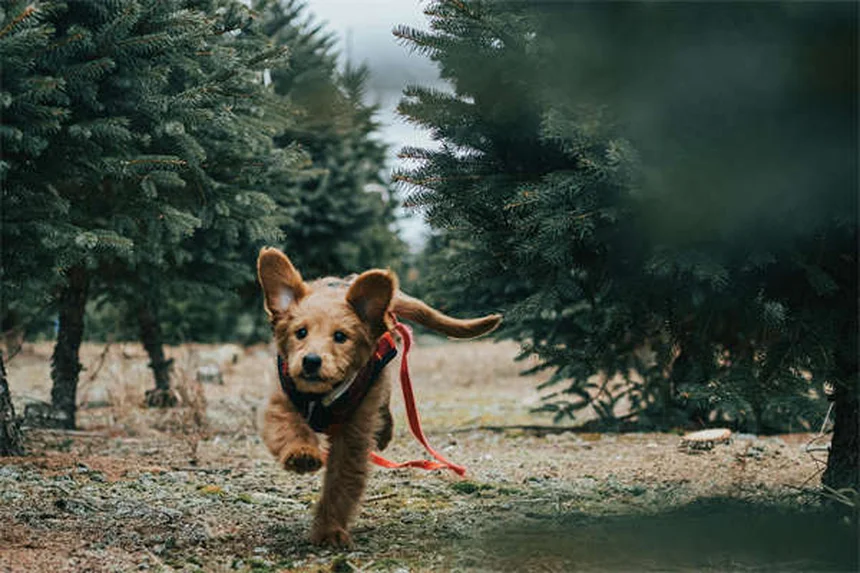 犬のノミ対策｜見分け方から効果的な駆除方法まで徹底解説