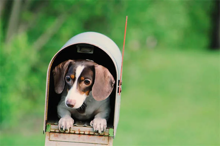 犬のノミ対策｜見分け方から効果的な駆除方法まで徹底解説