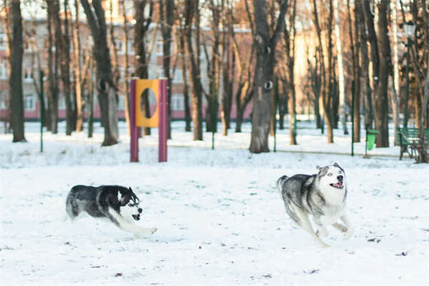 犬の腎臓病に最適な食事選び5つのポイント【獣医師推奨】