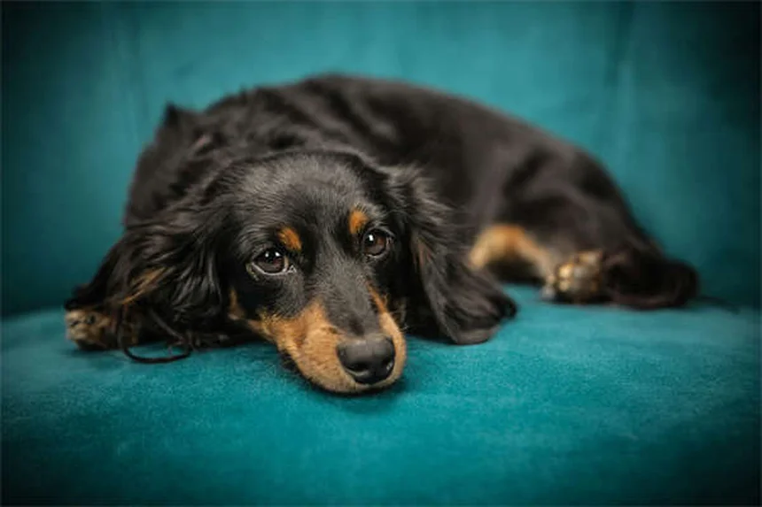 犬の腎臓病に最適な食事選び5つのポイント【獣医師推奨】