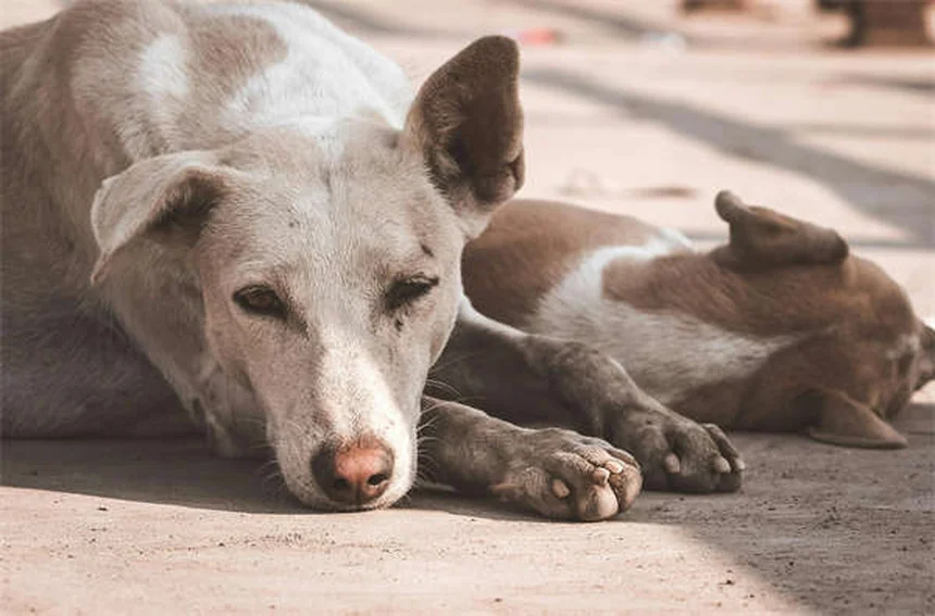 子犬がクレートで鳴く理由と対処法｜プロが教える7つの解決策