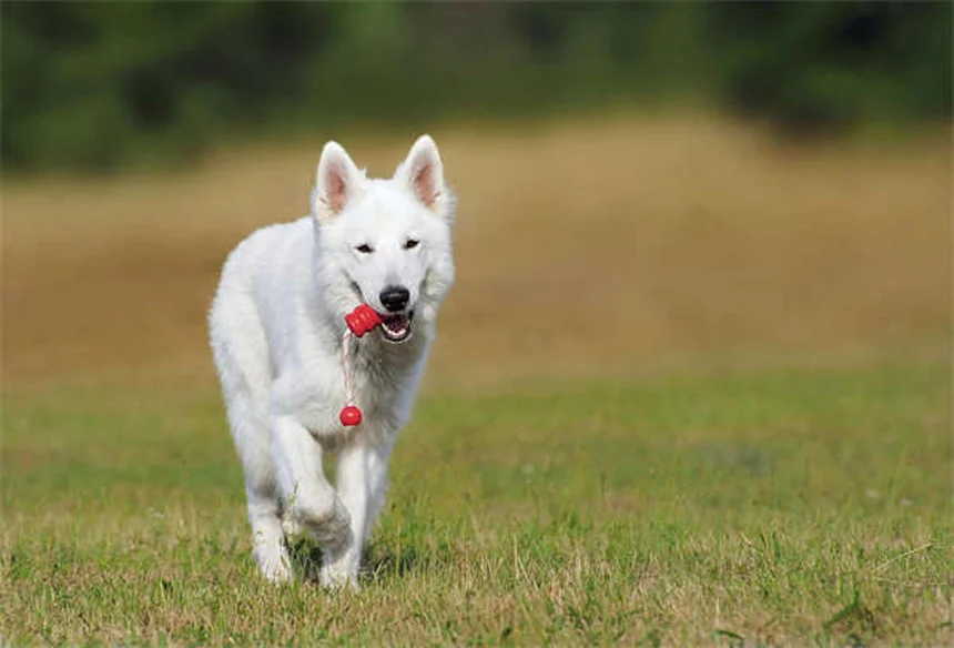 子犬がクレートで鳴く理由と対処法｜プロが教える7つの解決策