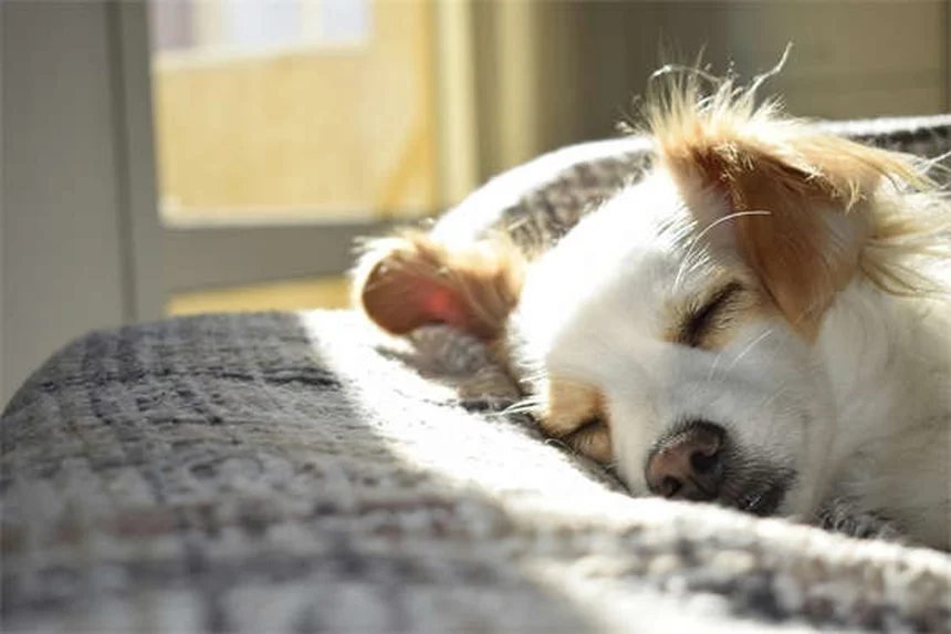 犬の便秘解消法！獣医が教える原因と自宅でできる対処法