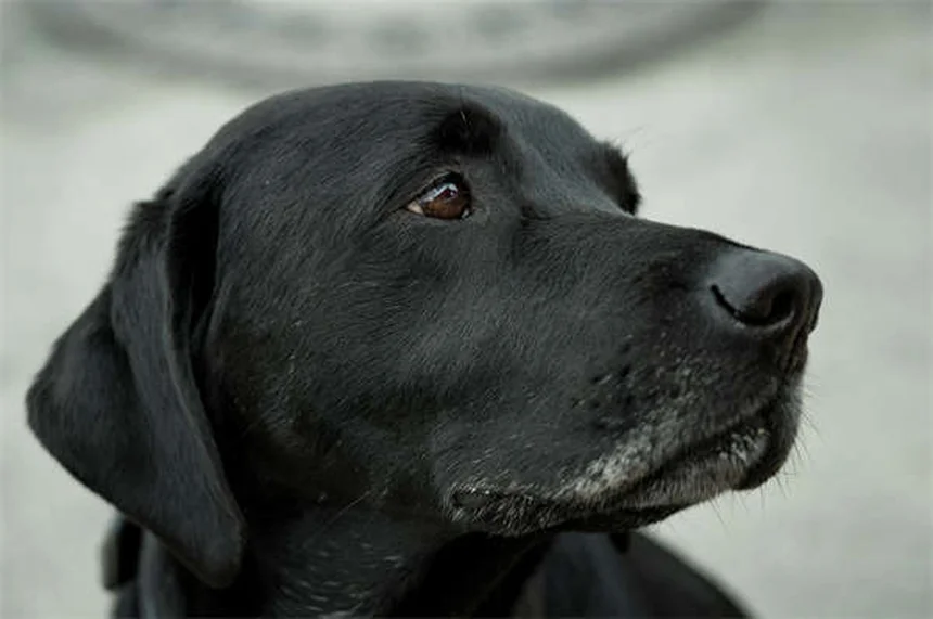 犬が突然家でおしっこする12の理由と対処法【獣医師解説】