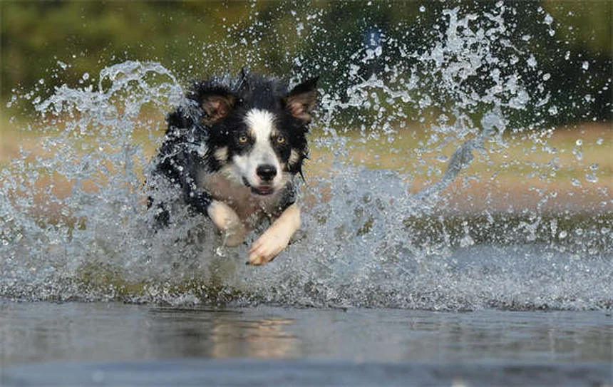 犬が突然家でおしっこする12の理由と対処法【獣医師解説】