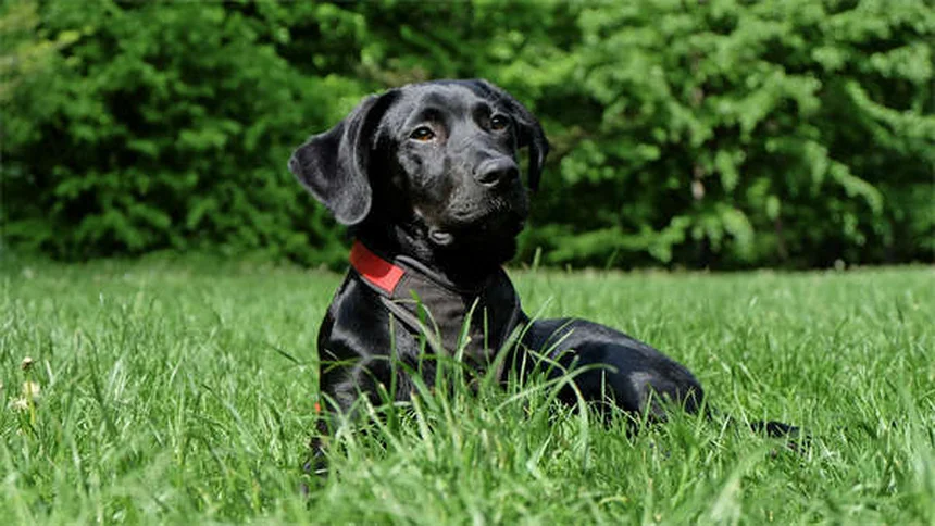 知っておきたい10種類の日本犬｜柴犬から希少種まで徹底解説
