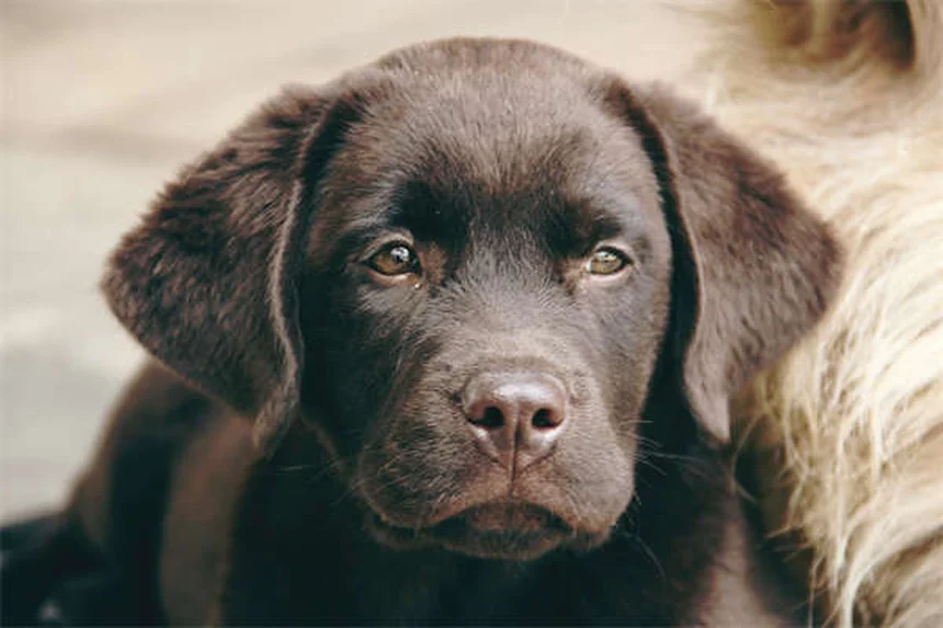 犬の関節炎に効くAdequan注射｜効果的な使い方と注意点