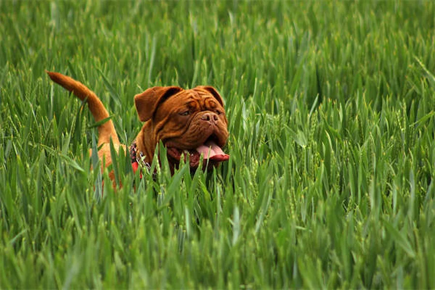 犬の関節炎に効くAdequan注射｜効果的な使い方と注意点