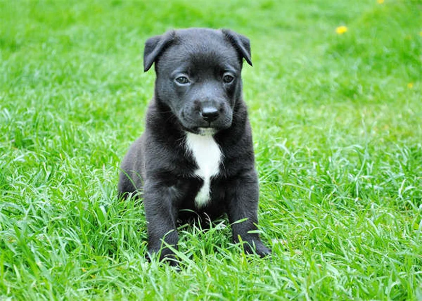 犬の血小板凝固障害とは？症状と対処法を徹底解説