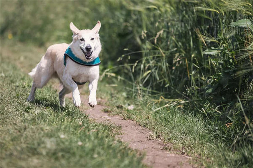 犬のアリ刺され対処法｜症状から応急処置まで完全解説