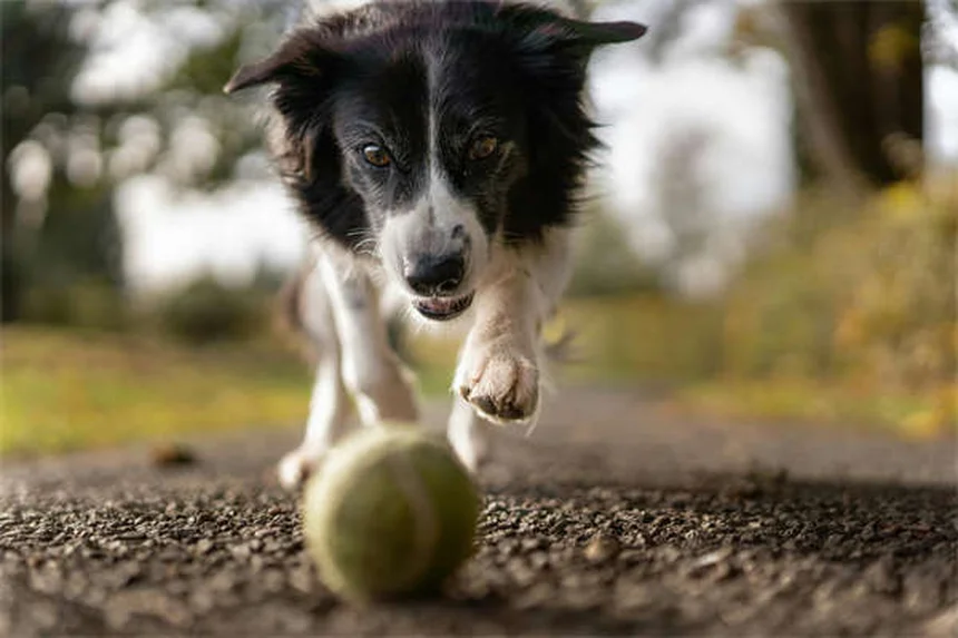 犬の耳カットは必要？獣医が教える真実とリスク