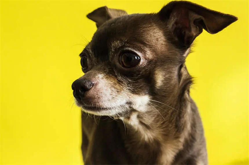 犬の耳カットは必要？獣医が教える真実とリスク