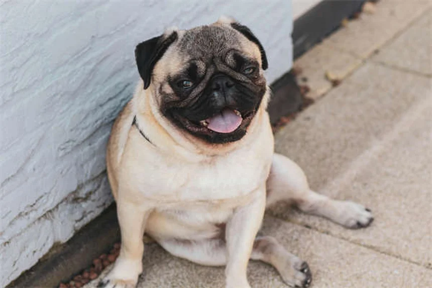 犬の社会化とは？子犬から成犬まで成功させる5つのコツ