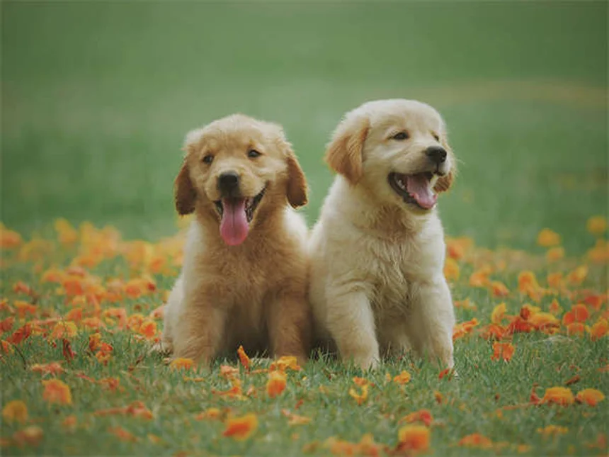 犬の社会化とは？子犬から成犬まで成功させる5つのコツ