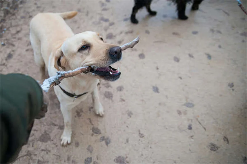 犬の陥没外陰部とは？症状・原因から治療法まで徹底解説