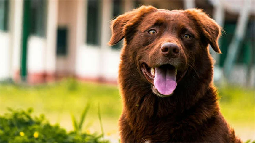 犬の陥没外陰部とは？症状・原因から治療法まで徹底解説