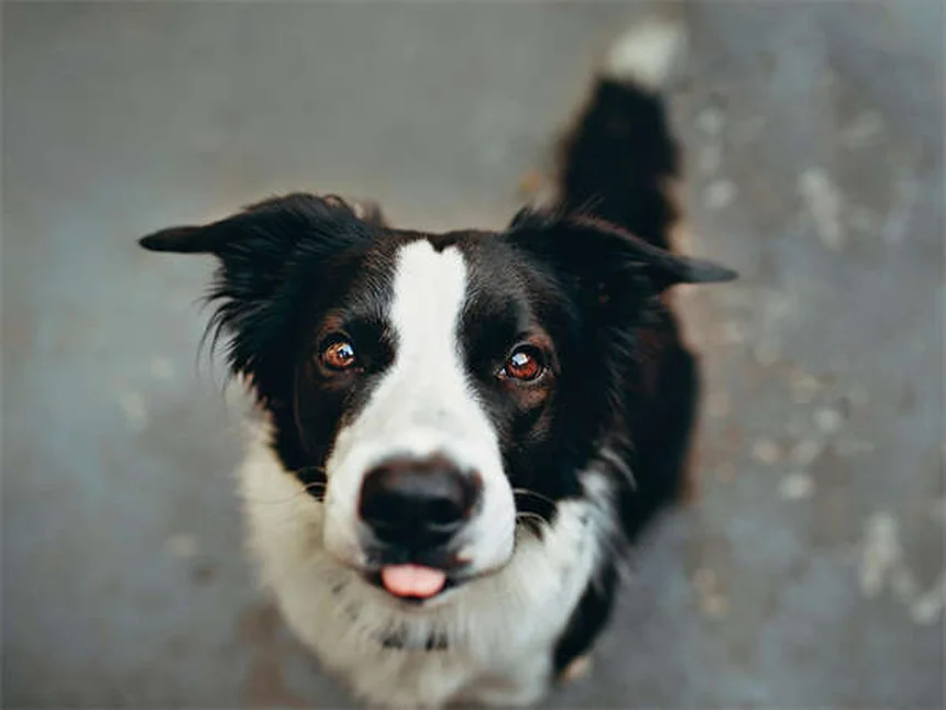 犬の陥没外陰部とは？症状・原因から治療法まで徹底解説