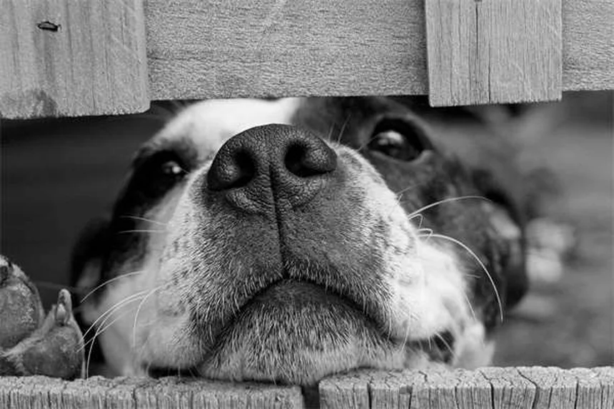 ニュージーランドラビットの飼い方｜初心者にもおすすめな理由と特徴