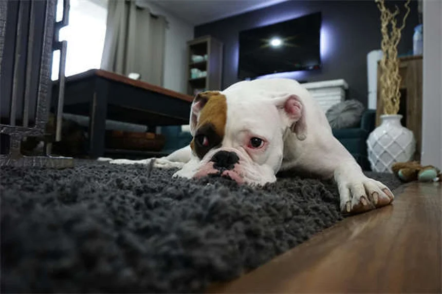 Rat Virus Symptoms: Spotting Sialodacryoadenitis in 7 Days