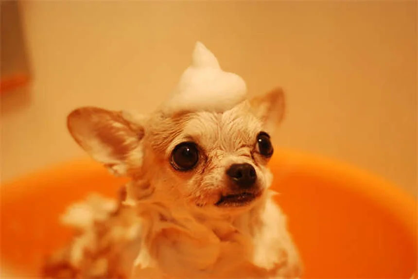 Barbering in Rats: 5 Surprising Facts About This Strange Behavior