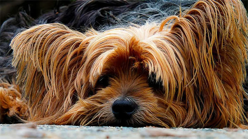 Rat Flea Infestation: 5 Signs Your Pet Rat Has Unwanted Guests