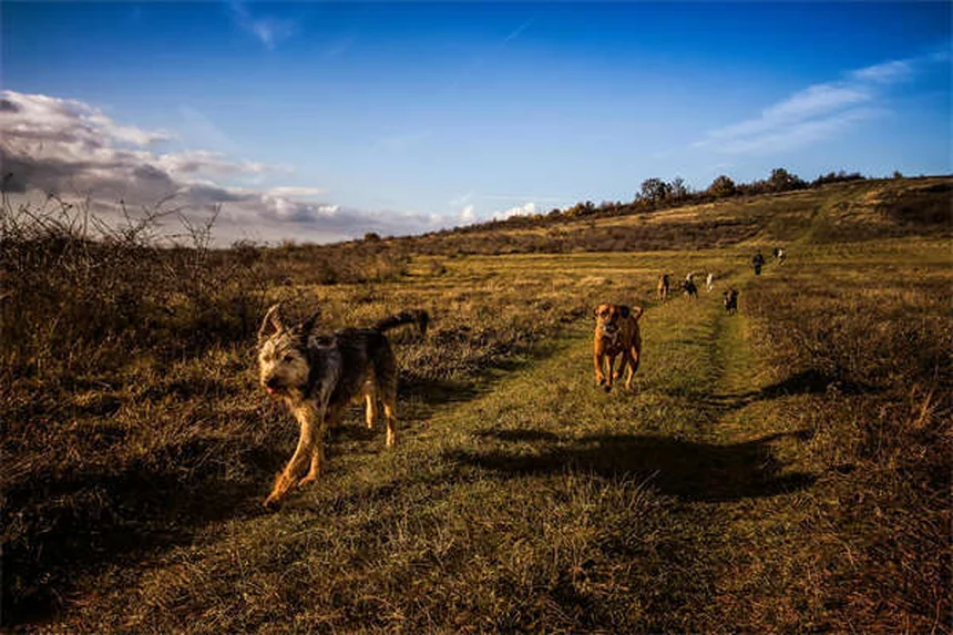 How to Safely Introduce Grass to Horses: A Complete Grazing Guide
