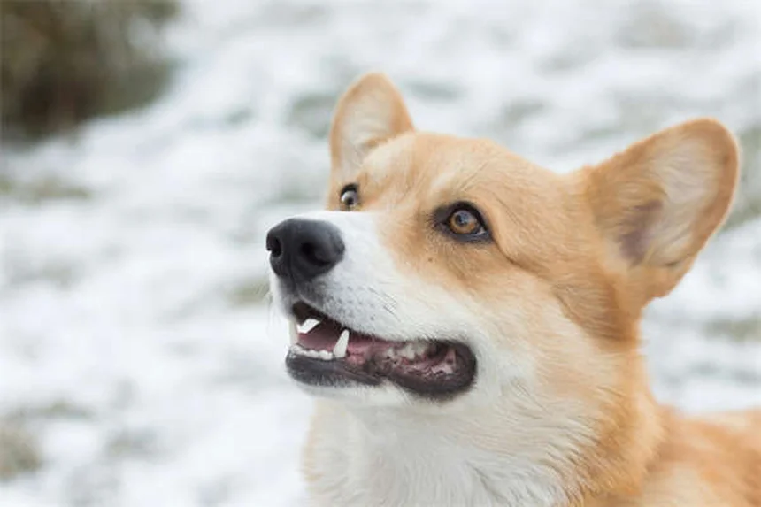 Grandparenting with Pets: The Unexpected Joys and Challenges