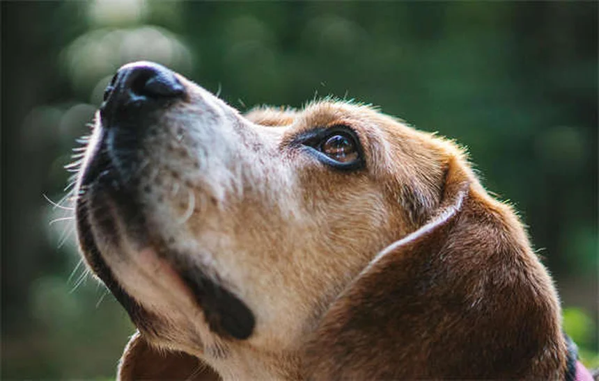 Equine Botulism: Symptoms, Treatment & Prevention for Horse Owners