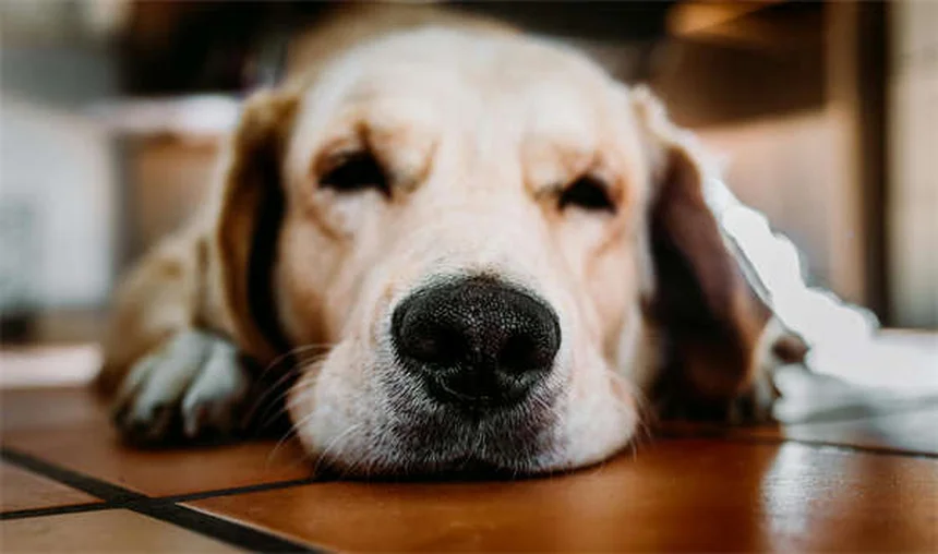 Cataracts in Rabbits: Symptoms, Treatment & Prevention Guide