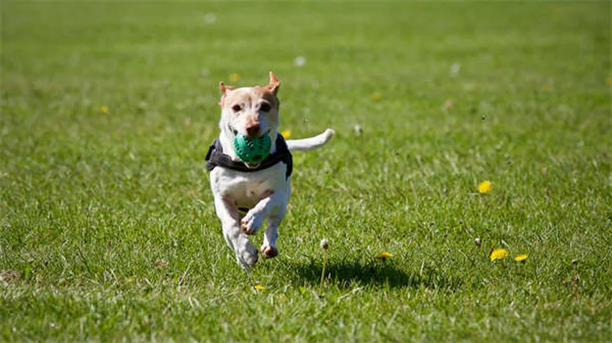 Cataracts in Rabbits: Symptoms, Treatment & Prevention Guide