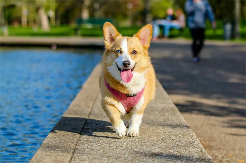 Salmonellosis in Rats: 5 Crucial Prevention Tips Every Owner Needs