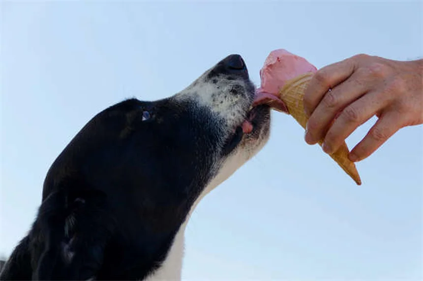 犬のフィラリア症予防｜獣医師が教える正しい知識と対策法