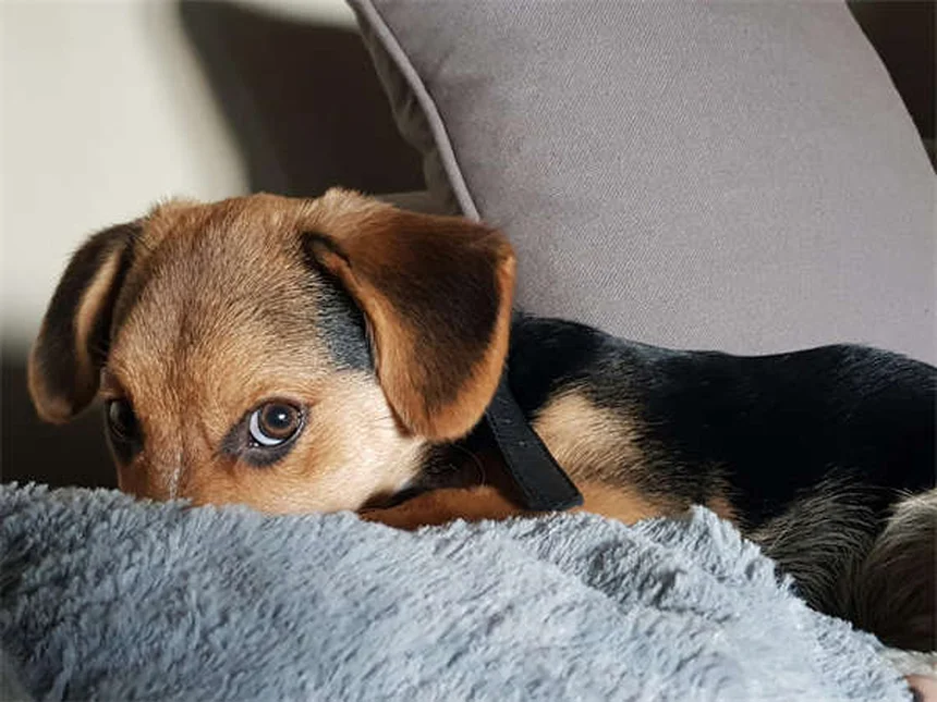 犬のフィラリア症予防｜獣医師が教える正しい知識と対策法