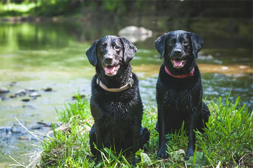 犬のフィラリア症予防｜獣医師が教える正しい知識と対策法