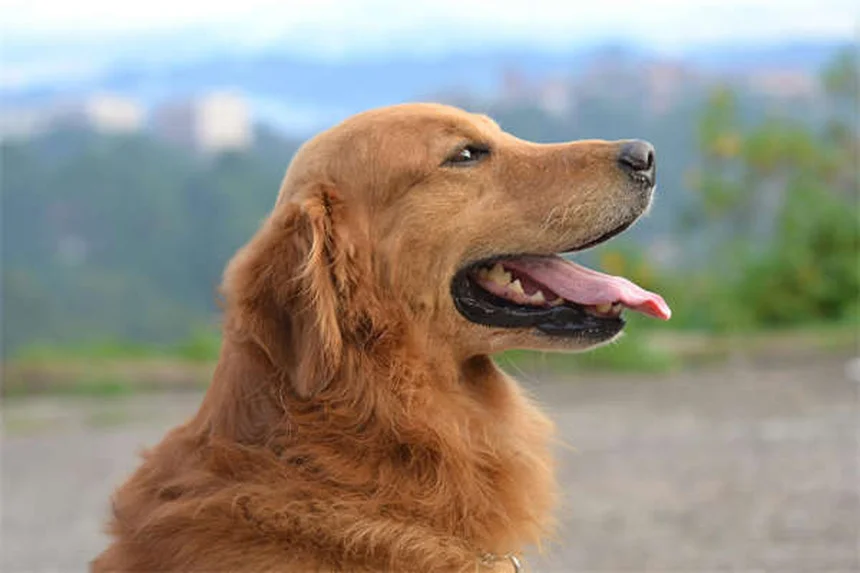 犬用NSAIDsの正しい使い方｜獣医師が教える安全な痛み止め