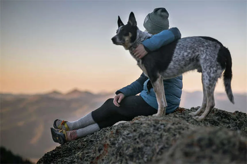 犬がウンチ中に見つめる理由とは？専門家が解説する意外な真相
