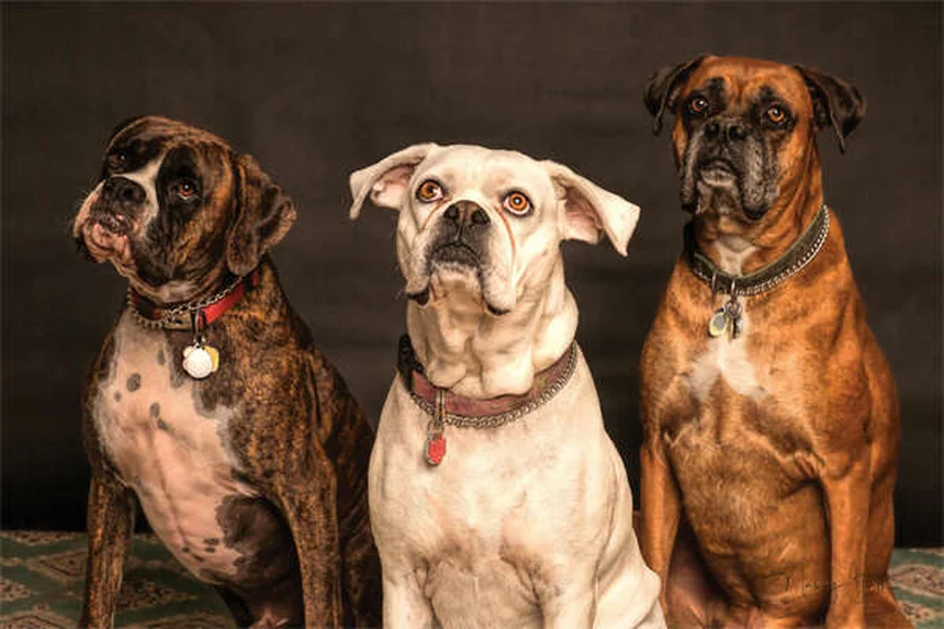 犬がウンチ中に見つめる理由とは？専門家が解説する意外な真相