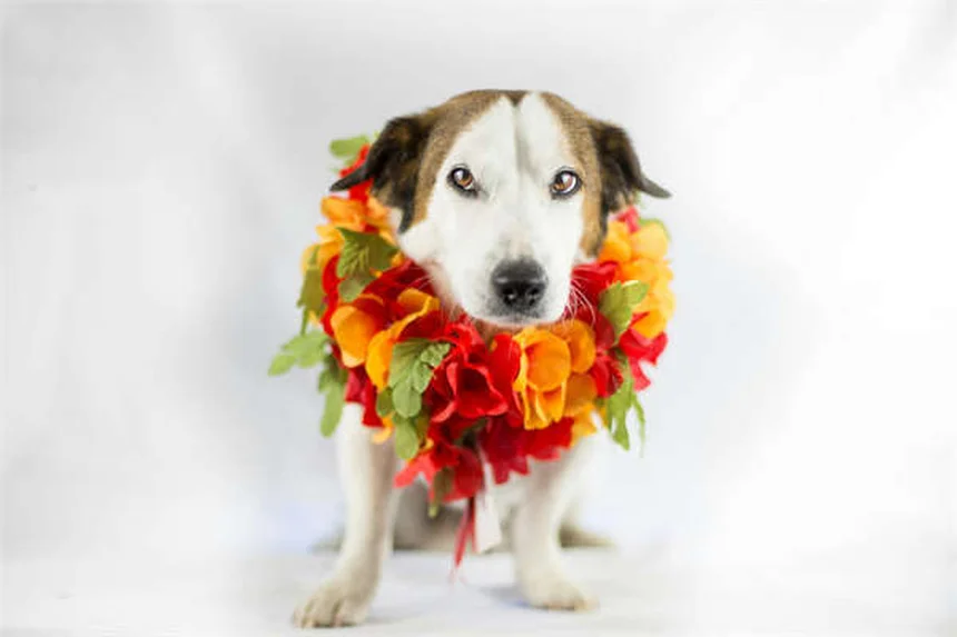 犬がウンチ中に見つめる理由とは？専門家が解説する意外な真相